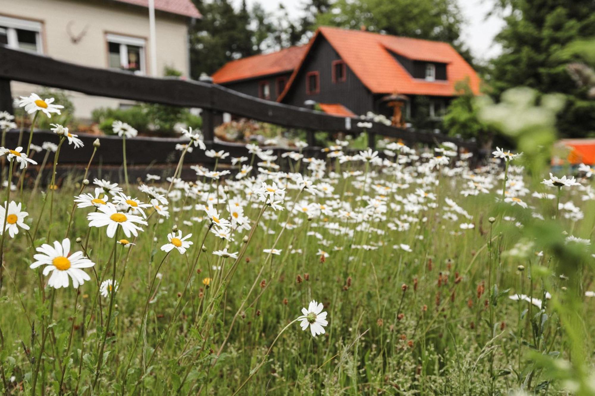 Terrassenhaus Im Harz, Pool, Sauna, Wlan Braunlage Ngoại thất bức ảnh